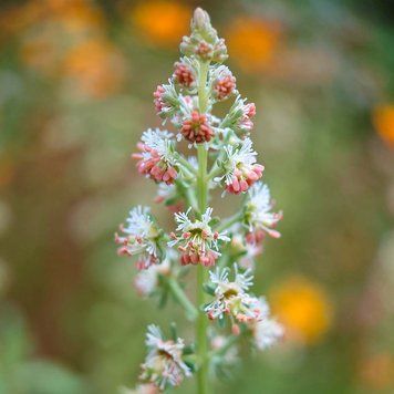 Резеда душистая семена, Reseda odorata seeds