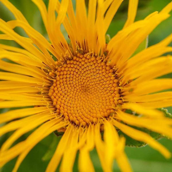 Девясил высокий семена, Inula helenium seeds