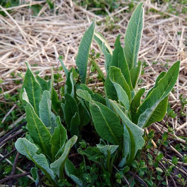 Девясил высокий семена, Inula helenium seeds