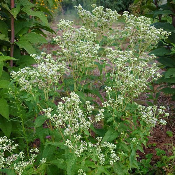 Посконник пронзённолистный семена, Eupatorium perfoliatum seeds