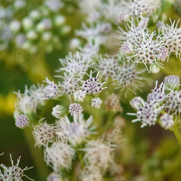 Посконник пронзённолистный семена, Eupatorium perfoliatum seeds