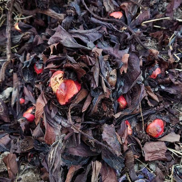 Ревінь лікарський насіння, Rheum officinale seeds