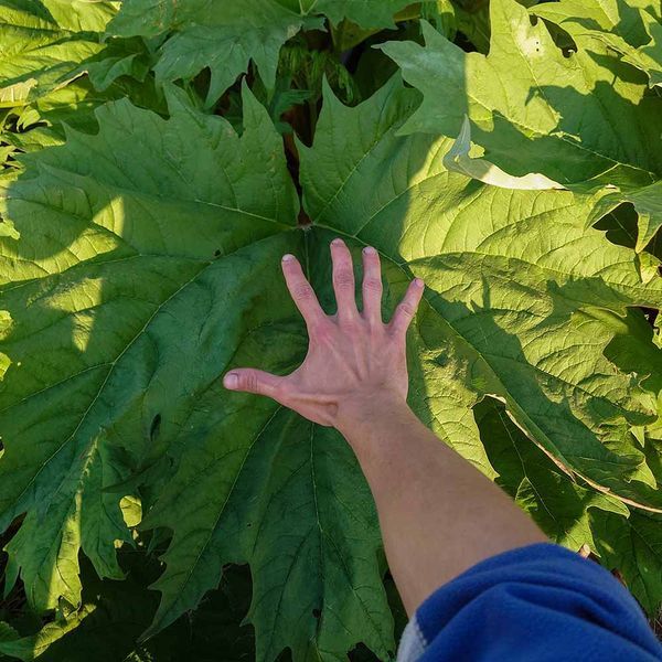 Ревінь лікарський насіння, Rheum officinale seeds