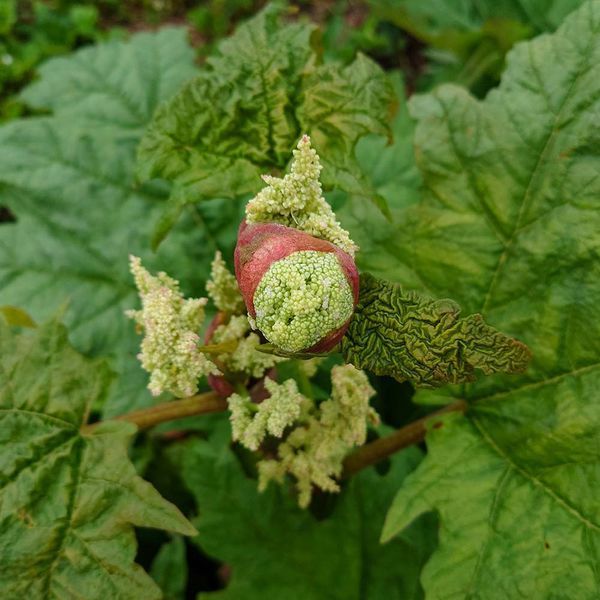 Ревінь лікарський насіння, Rheum officinale seeds