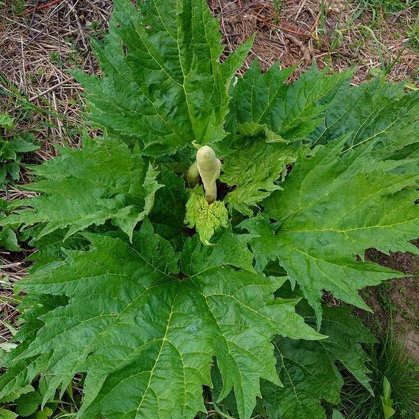 Ревінь лікарський насіння, Rheum officinale seeds