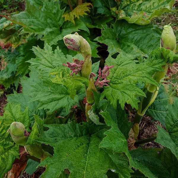 Ревінь лікарський насіння, Rheum officinale seeds