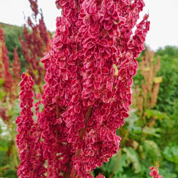 Ревінь лікарський насіння, Rheum officinale seeds