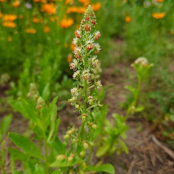 Резеда душистая семена, Reseda odorata seeds