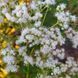 Посконник пронзённолистный семена, Eupatorium perfoliatum seeds 1