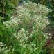 Посконник пронзённолистный семена, Eupatorium perfoliatum seeds 2
