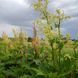Ревінь лікарський насіння, Rheum officinale seeds 1