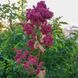 Ревінь лікарський насіння, Rheum officinale seeds 7