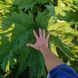 Ревінь лікарський насіння, Rheum officinale seeds 6