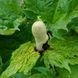 Ревінь лікарський насіння, Rheum officinale seeds 3