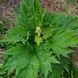 Ревінь лікарський насіння, Rheum officinale seeds 2
