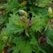 Ревінь лікарський насіння, Rheum officinale seeds 5