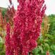 Ревінь лікарський насіння, Rheum officinale seeds 8