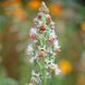 Резеда душистая семена, Reseda odorata seeds 1