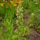 Резеда душистая семена, Reseda odorata seeds 2