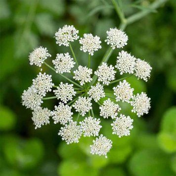 Анис обыкновенный семена, Pimpinella anisum seeds