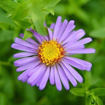 Астра ароматная семена, Aster oblongifolius seeds