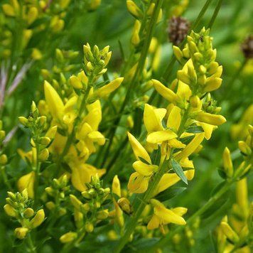 Дрік красильний насіння, Genista tinctoria seeds