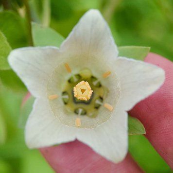 Колокольник мелковолосистый семена, Codonopsis pilosula seeds