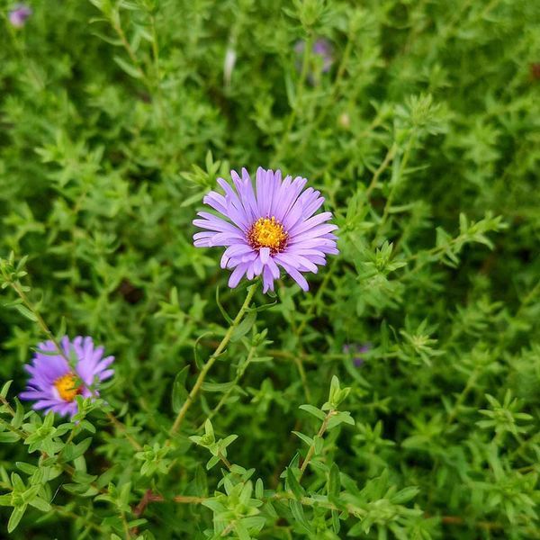 Астра ароматная семена, Aster oblongifolius seeds