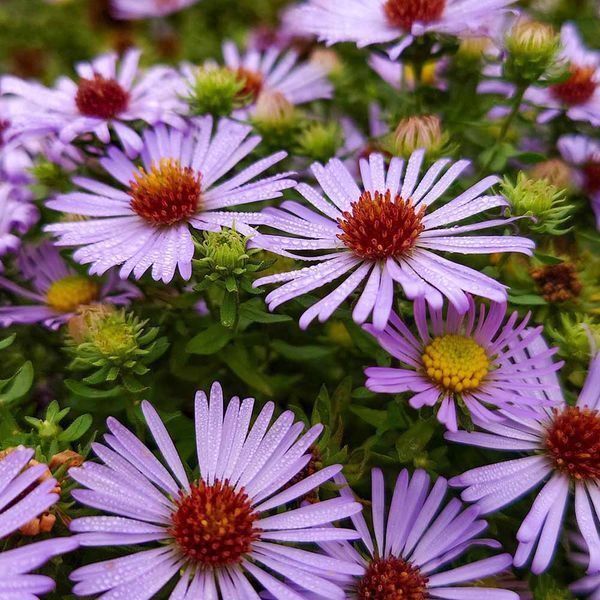Астра ароматная семена, Aster oblongifolius seeds