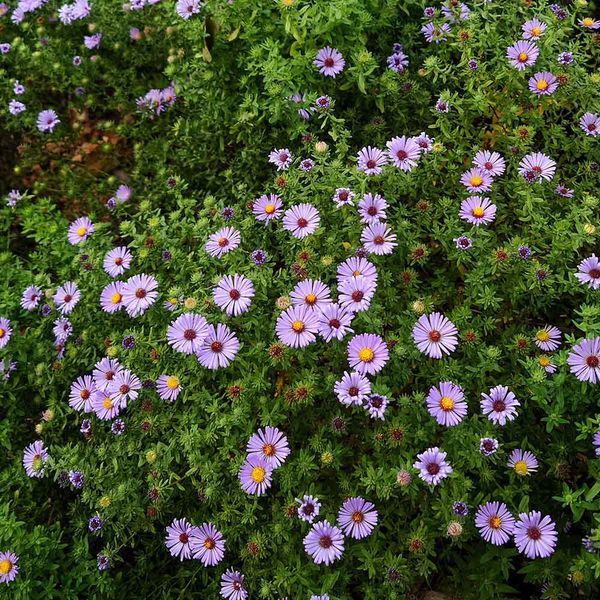 Астра ароматная семена, Aster oblongifolius seeds