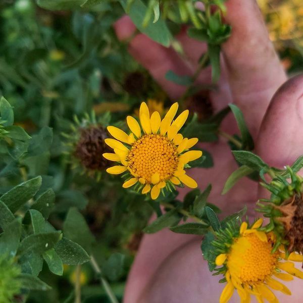 Гринделія розчепірена насіння, Grindelia squarrosa seeds