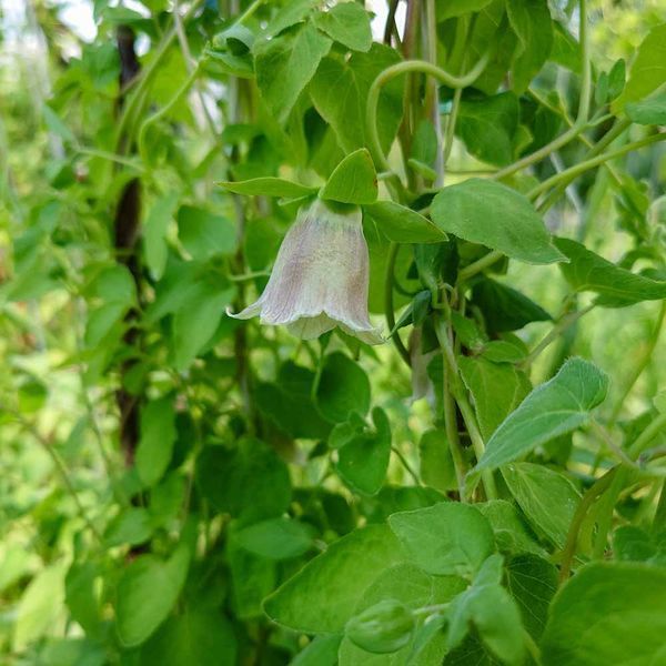 Колокольник мелковолосистый семена, Codonopsis pilosula seeds