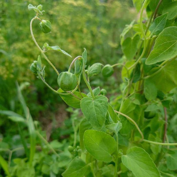 Колокольник мелковолосистый семена, Codonopsis pilosula seeds