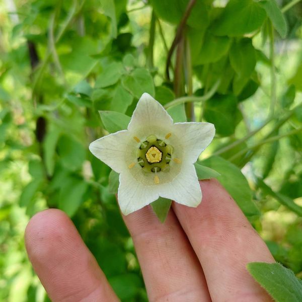 Колокольник мелковолосистый семена, Codonopsis pilosula seeds