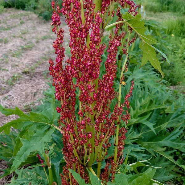 Ревень тангутский семена, Rheum palmatum var. tanguticum seeds