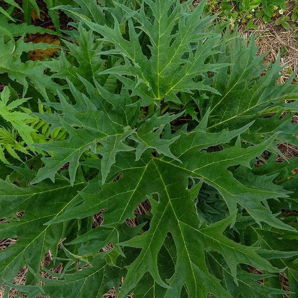 Ревень тангутский семена, Rheum palmatum var. tanguticum seeds