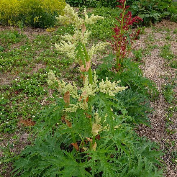 Ревень тангутский семена, Rheum palmatum var. tanguticum seeds