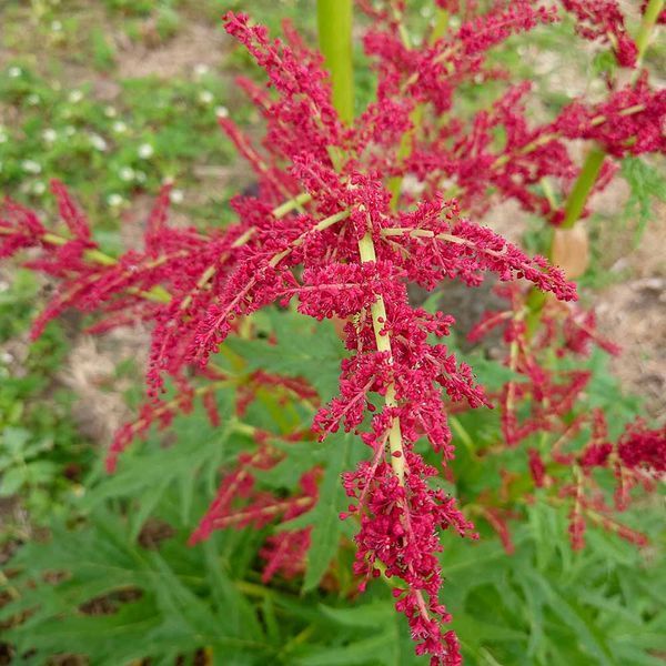 Ревень тангутский семена, Rheum palmatum var. tanguticum seeds