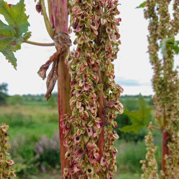 Ревень тангутский семена, Rheum palmatum var. tanguticum seeds