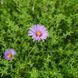Астра ароматная семена, Aster oblongifolius seeds 4