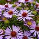 Астра ароматная семена, Aster oblongifolius seeds 3
