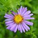Астра ароматная семена, Aster oblongifolius seeds 1