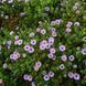 Астра ароматная семена, Aster oblongifolius seeds 2