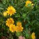Гринделія розчепірена насіння, Grindelia squarrosa seeds 1