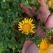 Гринделія розчепірена насіння, Grindelia squarrosa seeds 2