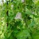 Колокольник мелковолосистый семена, Codonopsis pilosula seeds 2
