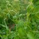 Колокольник мелковолосистый семена, Codonopsis pilosula seeds 3