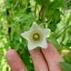 Колокольник мелковолосистый семена, Codonopsis pilosula seeds 4