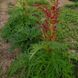 Ревень тангутский семена, Rheum palmatum var. tanguticum seeds 5