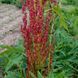 Ревень тангутский семена, Rheum palmatum var. tanguticum seeds 8